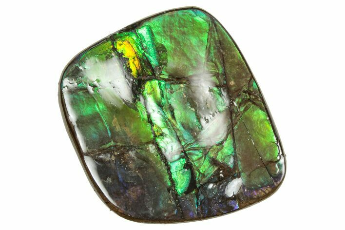 Flashy Ammolite (Fossil Ammonite Shell) - Brilliant Greens #357598